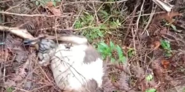 Polsek Pematang Sawa Identifikasi Temuan Kambing Diduga Dimangsa Beruang