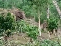 Polsek Wonosobo Identifikasi Serangan Gajah di Blok 3 Bandar Negeri Semuong