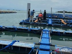 Nelayan Desak Pemerintah Kembali Membuka Kerja Sama Budidaya Lobster dengan Vietnam
