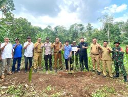Paguyuban Kelompok Tani Kakao Pesawaran Lakukan Penanaman Perdana Peremajaan Tanaman Kakao