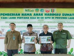 Gubernur Rahmat Mirzani Djausal Perkenalkan Anak Harimau Sumatera Bernama Puspa dan Muli Sikop di Taman Satwa Lembah Hijau