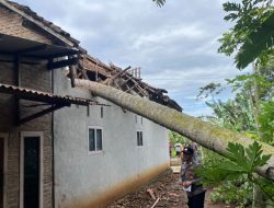 Polsek Pulau Panggung Identifikasi Rumah Tertimpa Pohon Kelapa