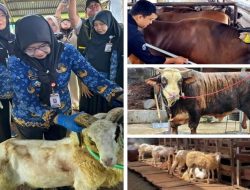 Penjualan Sapi Kurban Lampung 2026 Naik 40,15 Persen, Domba Melonjak 121,76 Persen