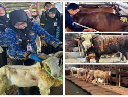 Pemotongan Hewan Qurban di Lampung, Tahun 2026 Mencapai 117.470 Ekor, Meningkat 14,85 Persen