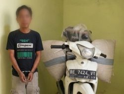 Sebulan Lalu Tinggalkan Motor dan Dua Karung Kopi, Satu Pelaku Pembobol Warung ditangkap Polsek Pulau Panggung di Ulu Belu