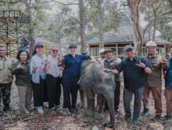 Pemprov Lampung  Perkuat Keseimbangan Konservasi Gajah dan Aktivitas Masyarakat