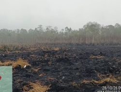 Hujan Bantu Padamkan Karhutla di Way Kambas, Pemprov Lampung Lanjutkan Pemantauan